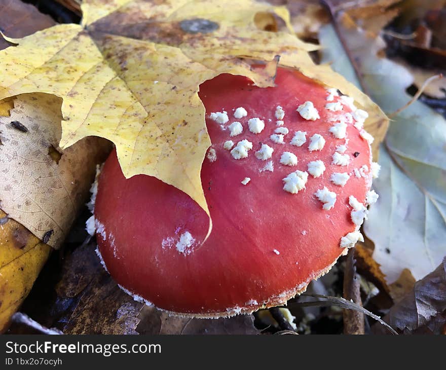 Fly agaric under leaves red mushroom