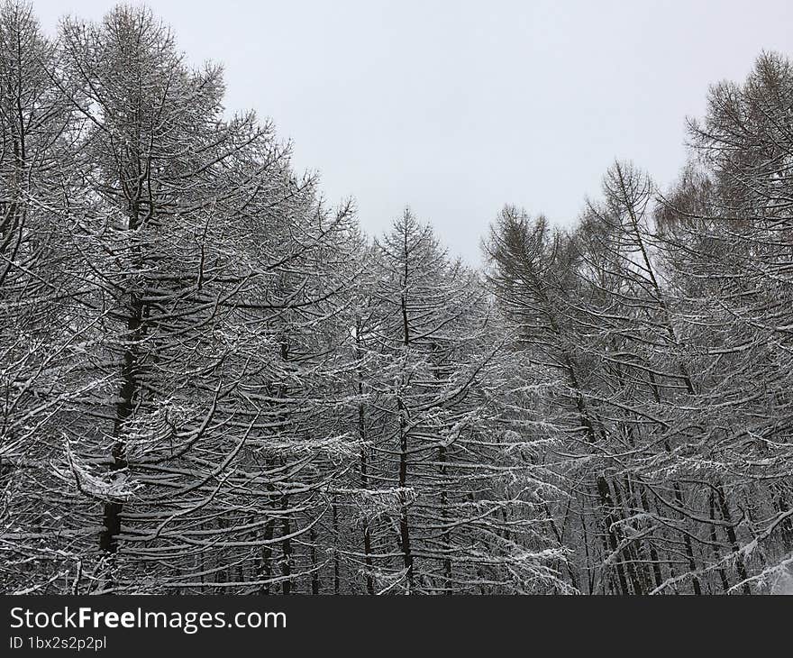 Trees In Snow Winter Snowy Day