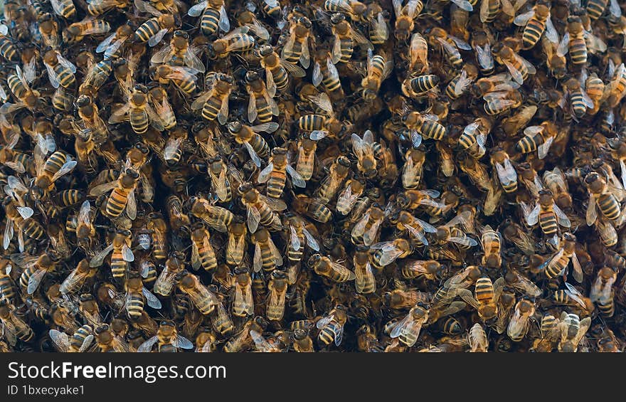 Swarm of bees. Lots of bees close up