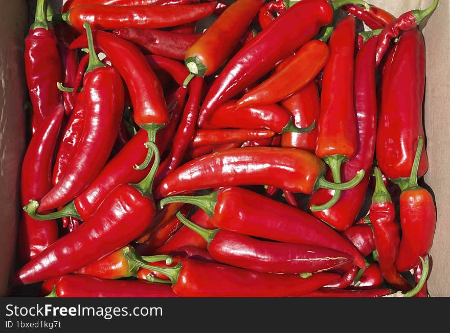 Lots of hot red chili peppers. Peppers glisten in the sun