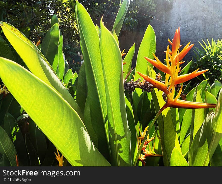 Orange yellow heliconia plants and flowers with bright green leaves in the garden