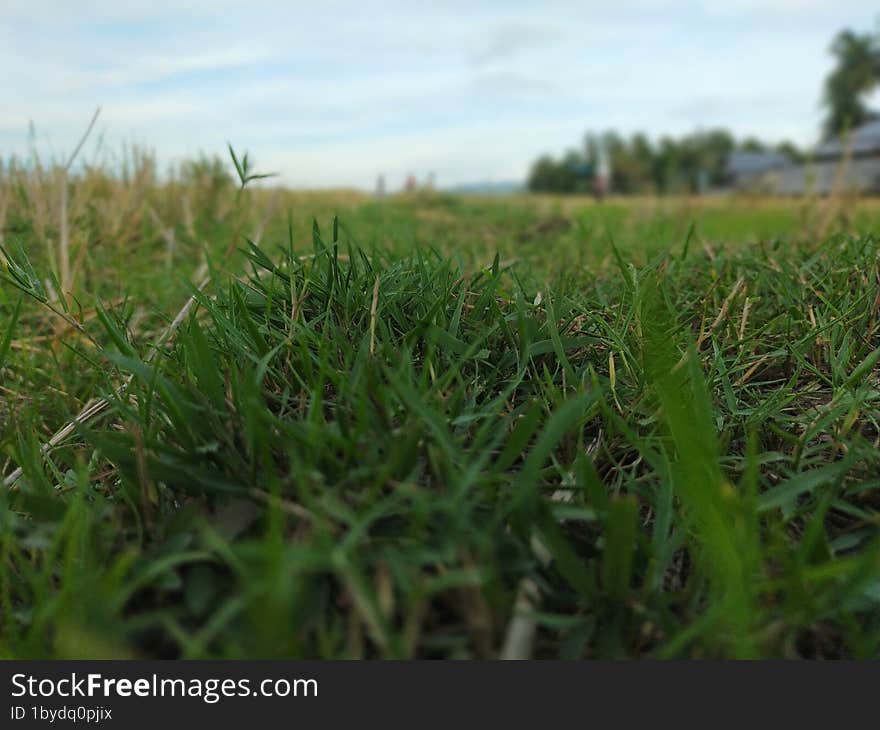 beautiful green grass in the morning