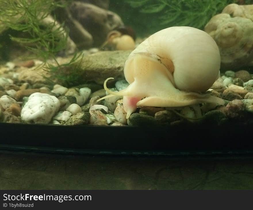 Snail in the world of the aquarium