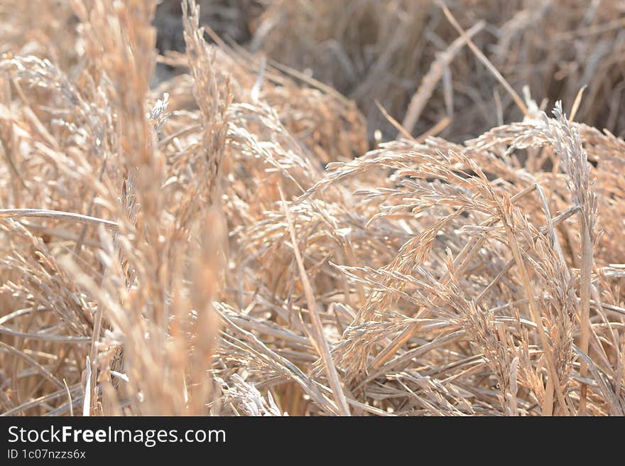 rice field withered sick rice field