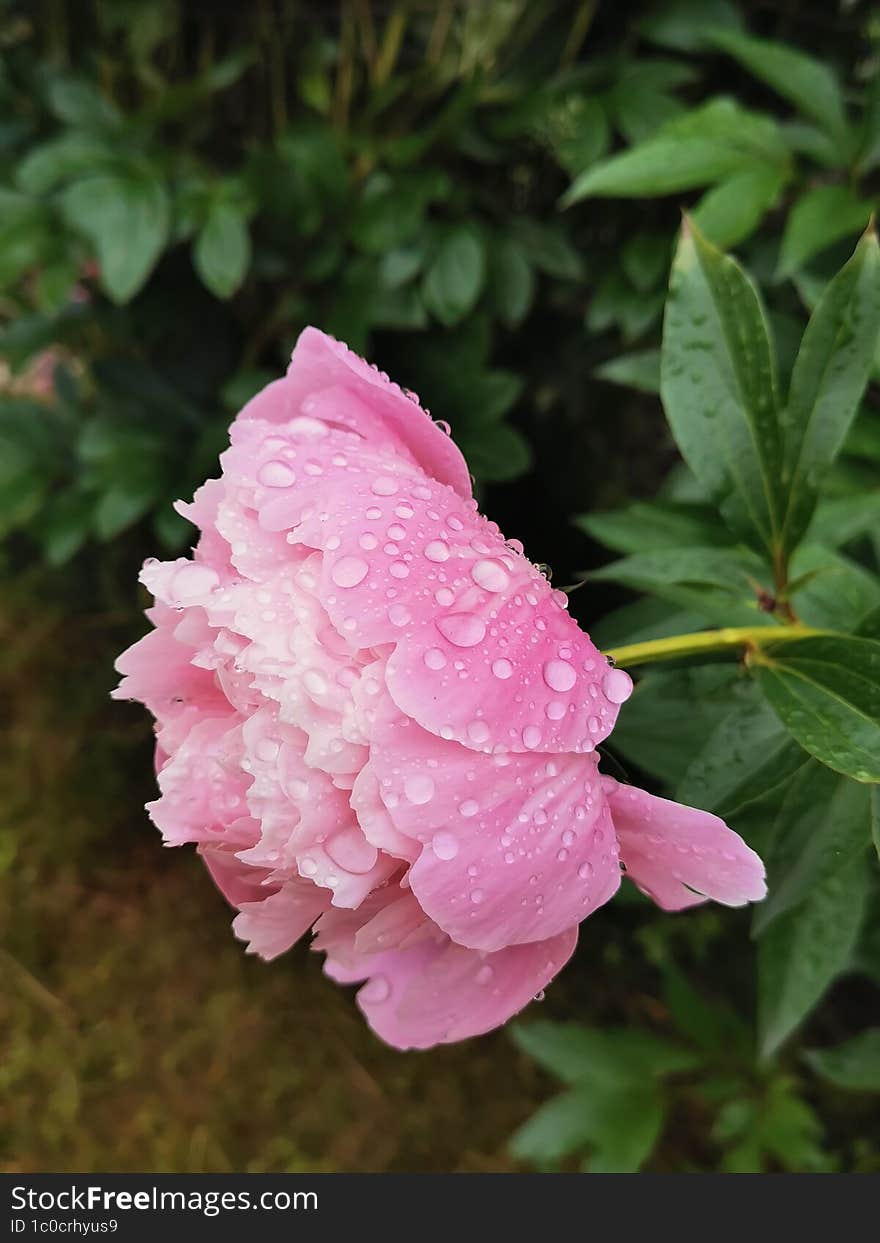 Peony after the rain in my garden