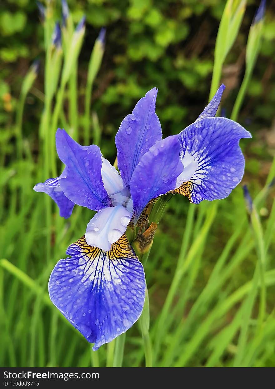 Iris after the rain in my garden