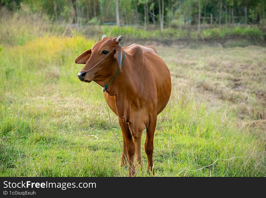 cow grazing on green farm pasture on summer day. Feeding of cattle on farmland grassland