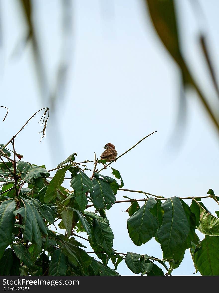 BIRD WATCHING AT LAKE MINES