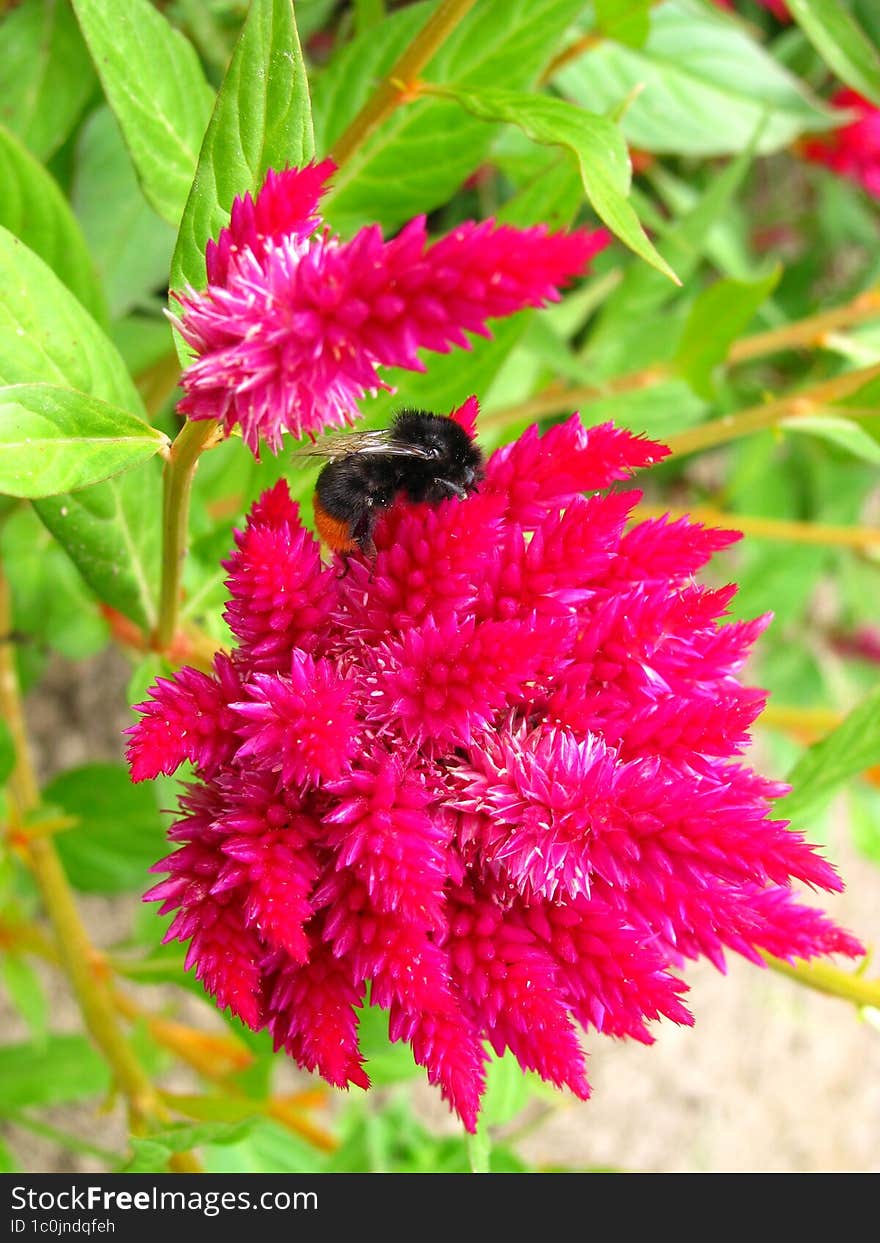 a bumblebee collects pollen on a flower in my garden