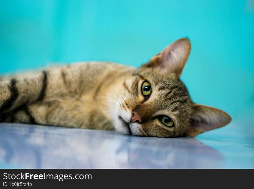 striped brown cat looking sideways on a blue background