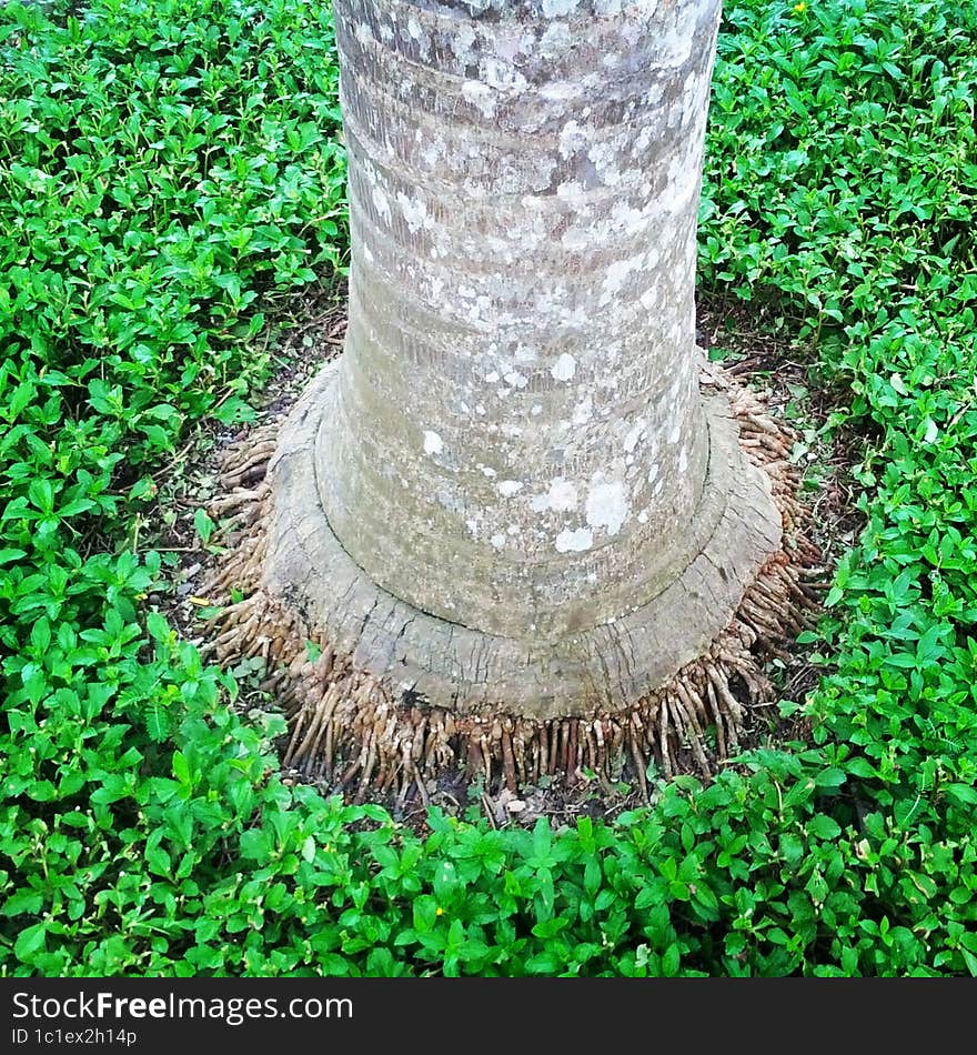 Tree surrounded by green grass