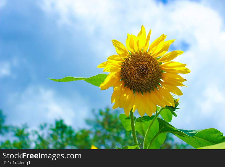 Sunflower and blue sky. Summer background. Left copy space