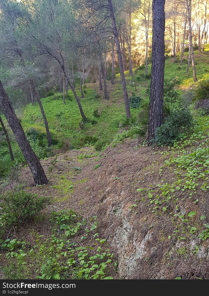 Discover The Hidden Beauty Of A Natural Mountain Among The Pine Trees