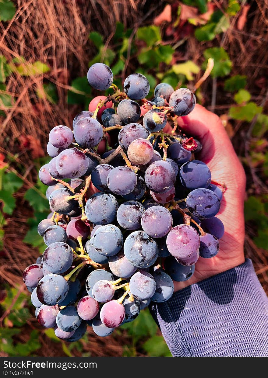 Natural process of grape picking in its place of origin