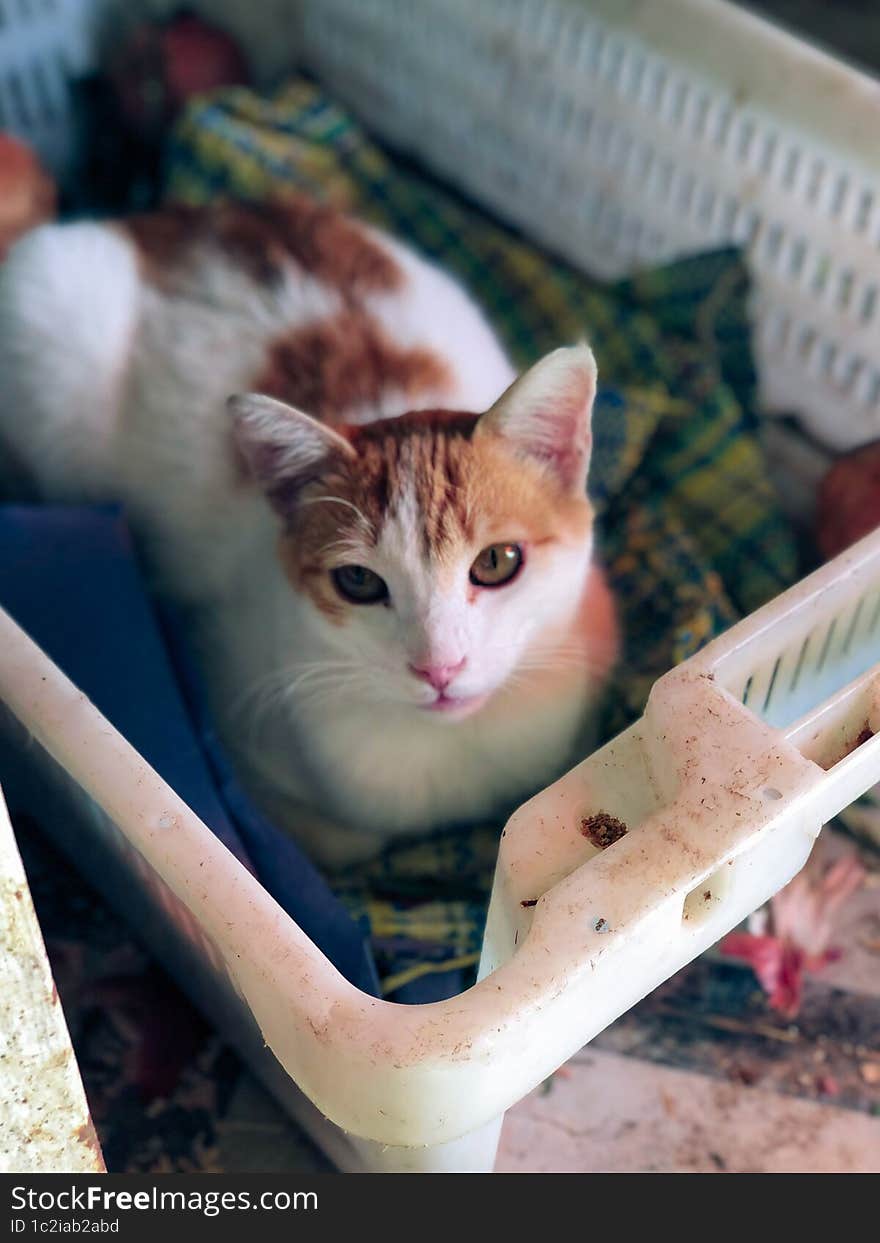 Relaxed white and golden cat lounging in a box