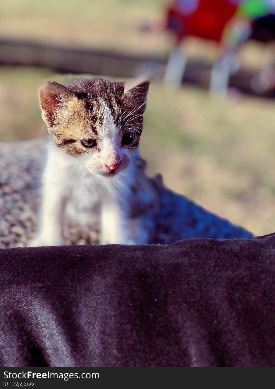 Adorable kitten playful journey from fluff ball to feline, chronicling their evolution and growth