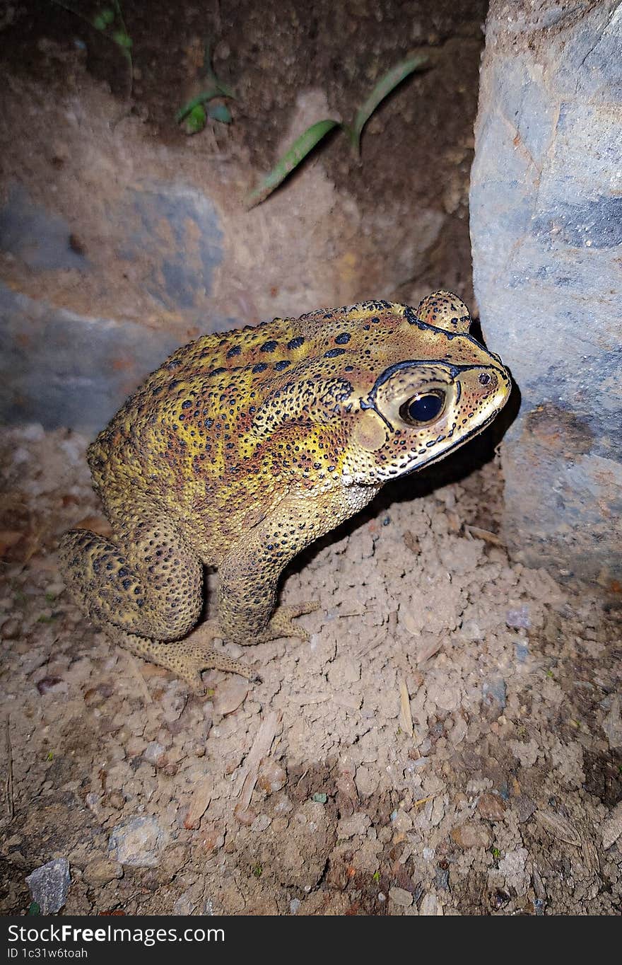 Toad, beautiful ,yellow colour , Asian Toad, Asian common frog.