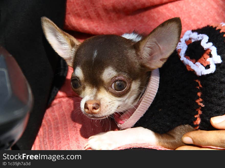 Chihuahua FAMILY COMPANION FOR ELDERS