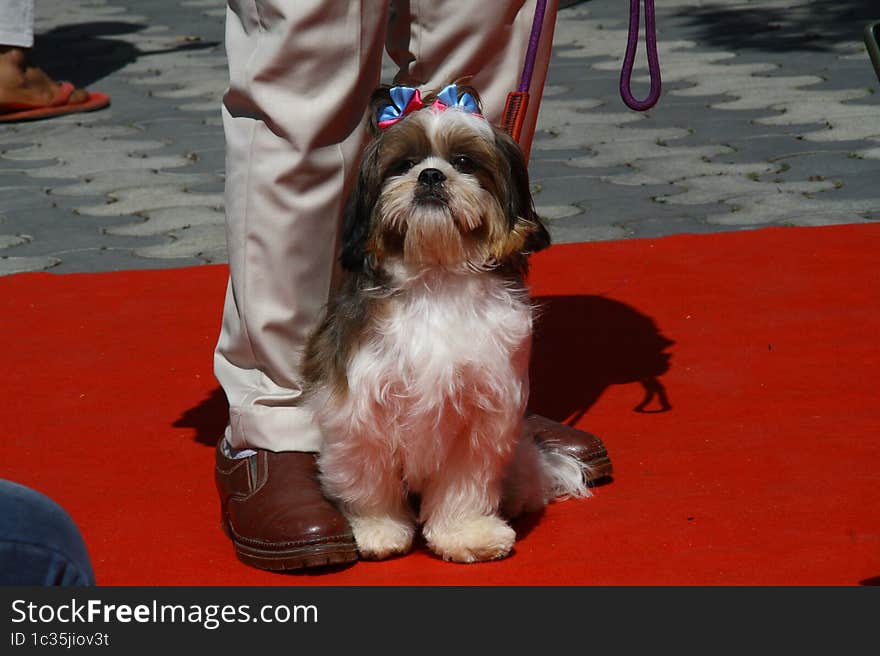 Suriya Shih tzu Bangalore pups