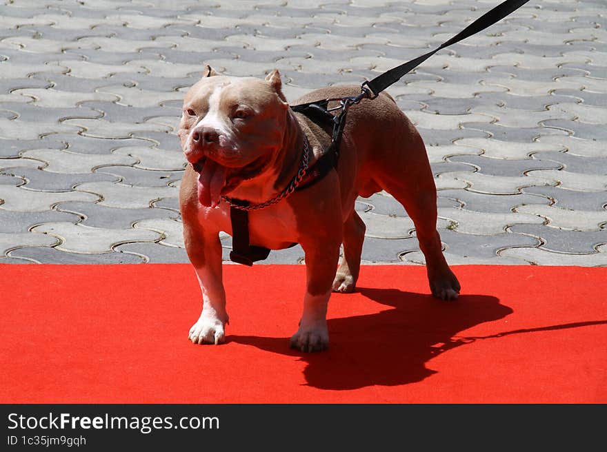 Pit bull friends to kids protect your family