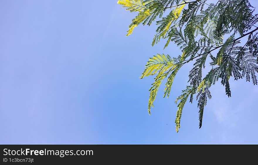 Background blue sky and plants