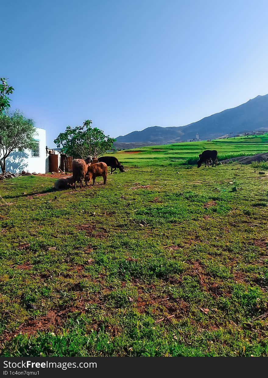 Sheep and cows on lush green pastures a journey into the heart of rural charm and natural splendor