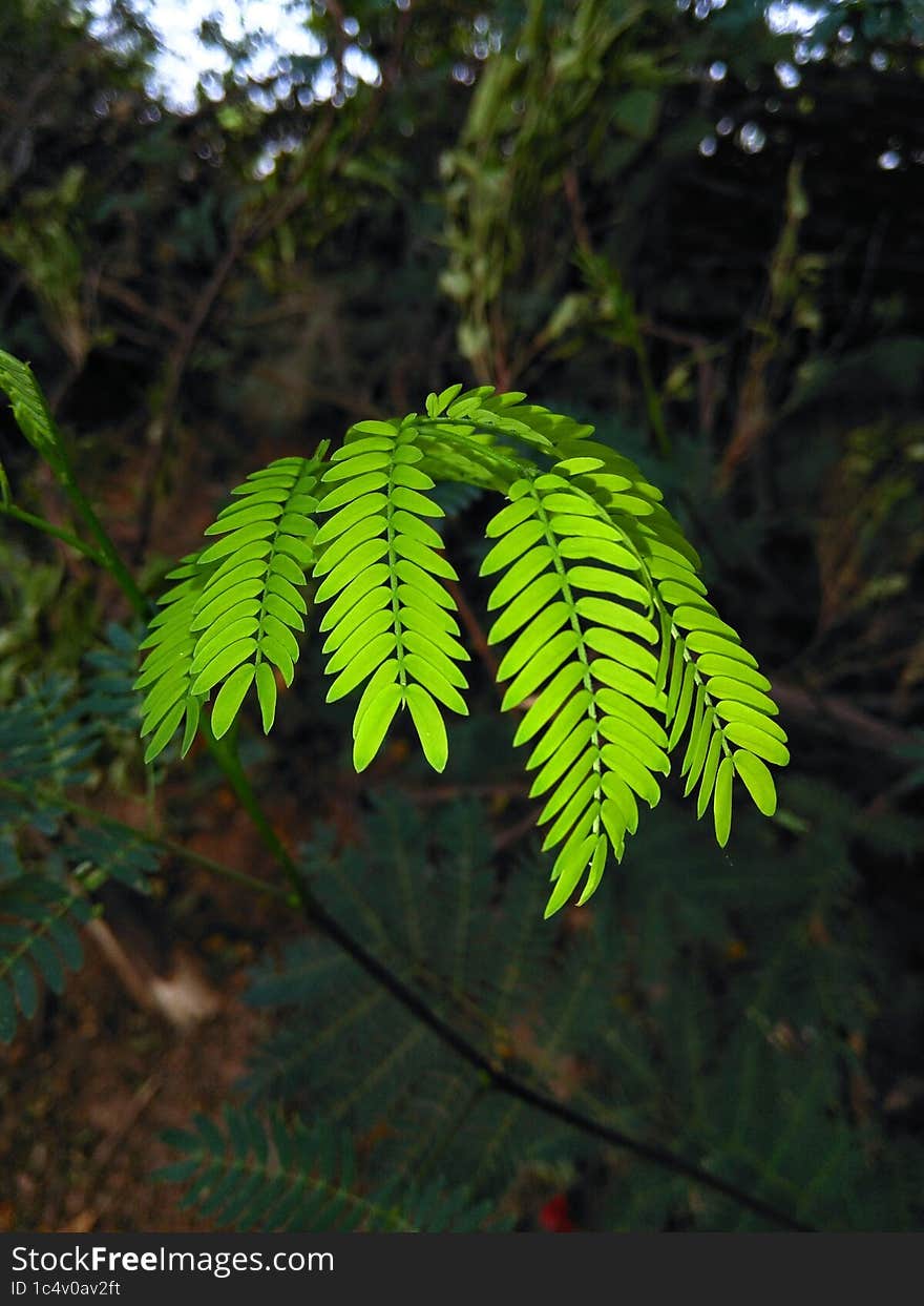 A bright green shurb leafs