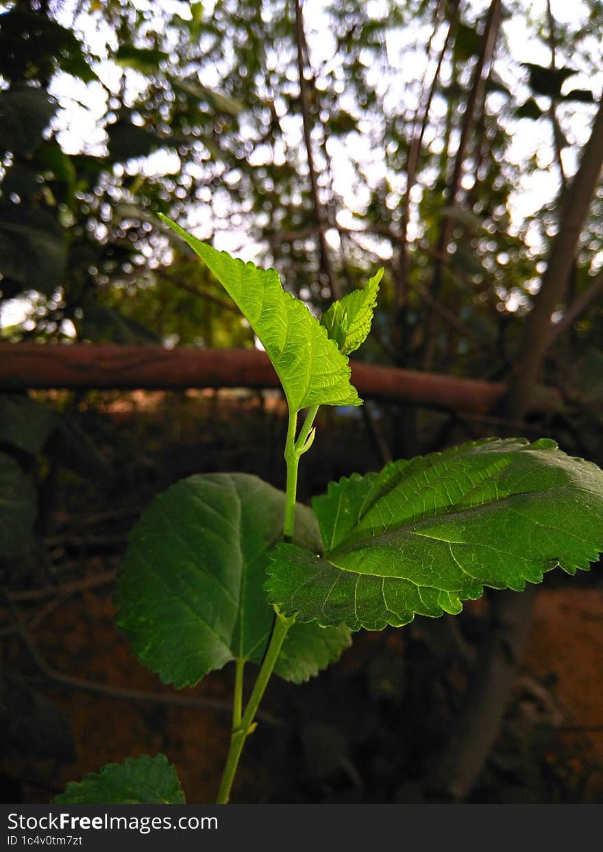 A green bright growing leafs