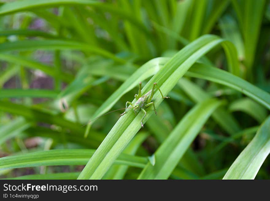 Green grasshopper insect on a long leaf. Sunny day, bright photo. Locust.