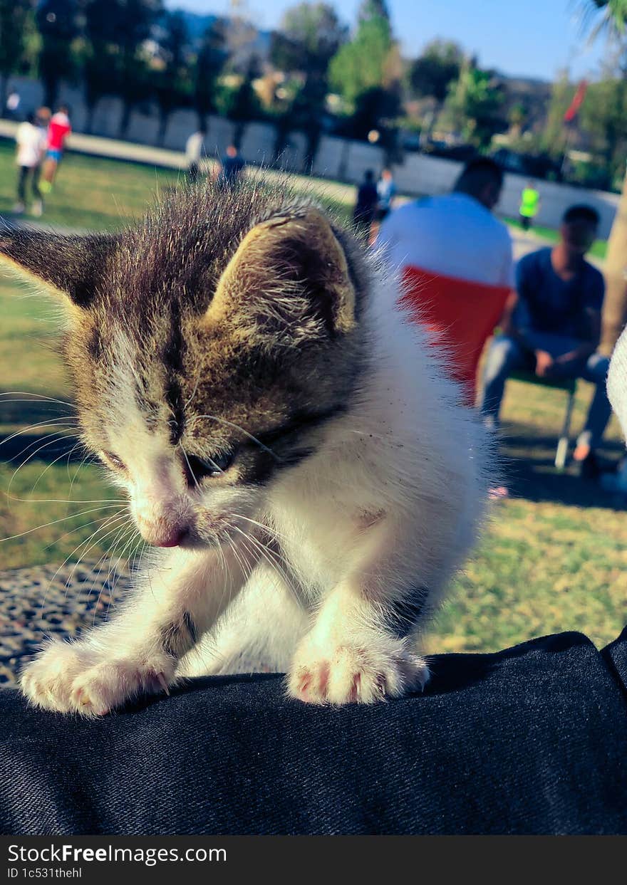 Adorable kitten playful moments a window into the soul of these mischievous and curious creatures