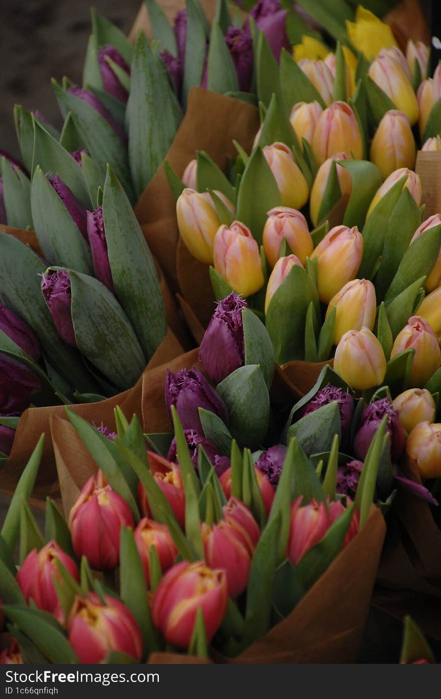 Fresh Spring Tulips From Edinburgh