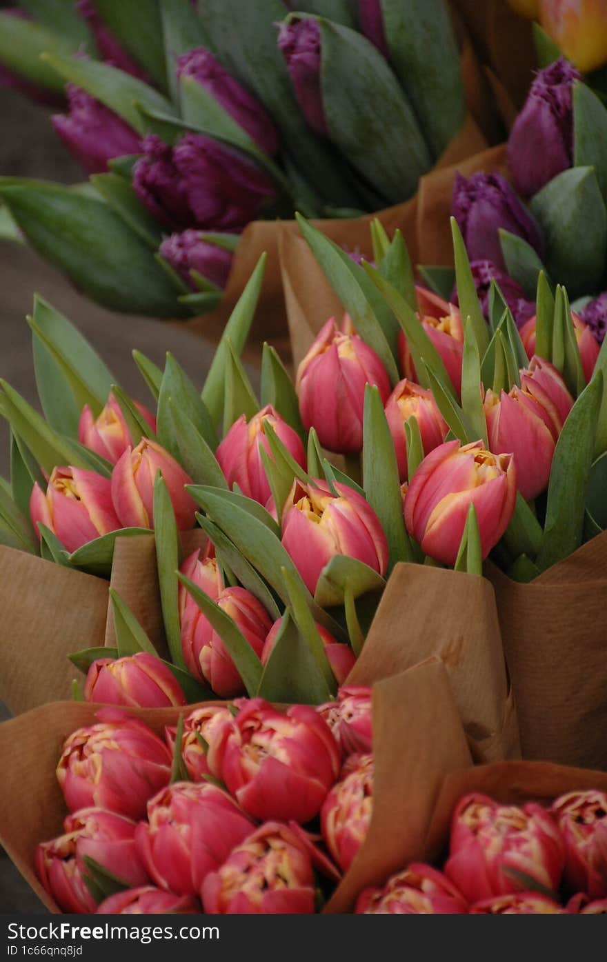 Fresh spring tulips from Edinburgh