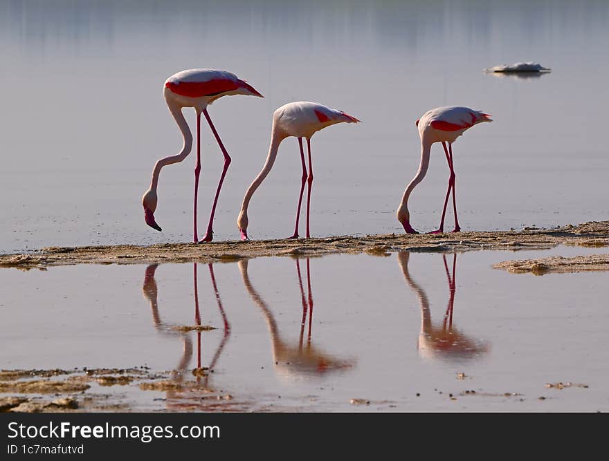 Flamingo, Cyprus, salt lake.