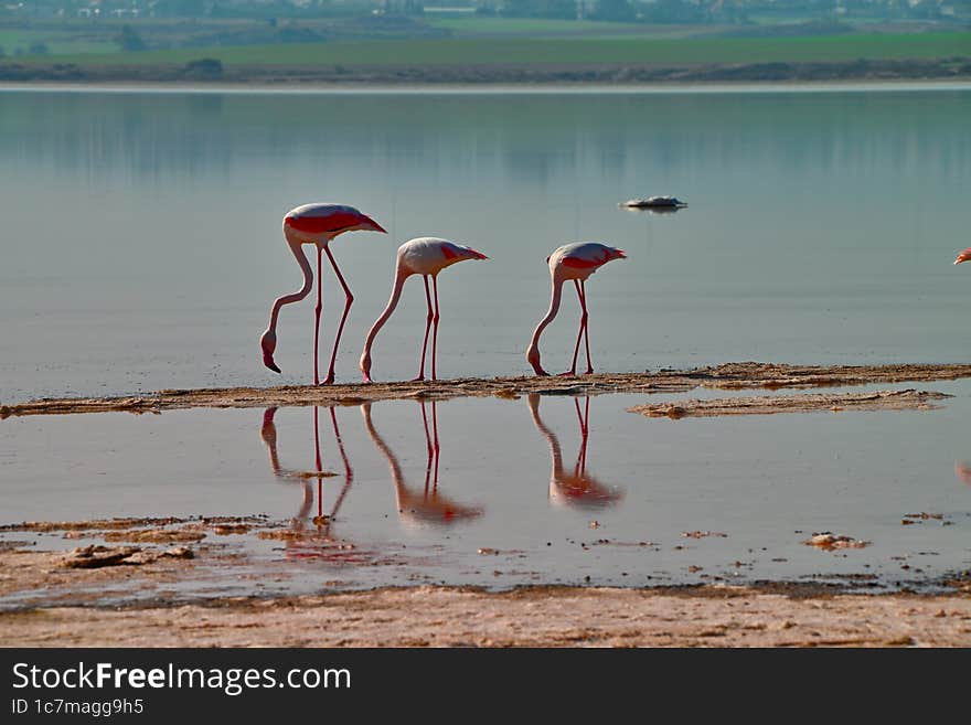 Flamingo, Cyprus, salt lake.