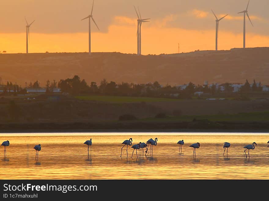 Flamingo, Cyprus, salt lake.