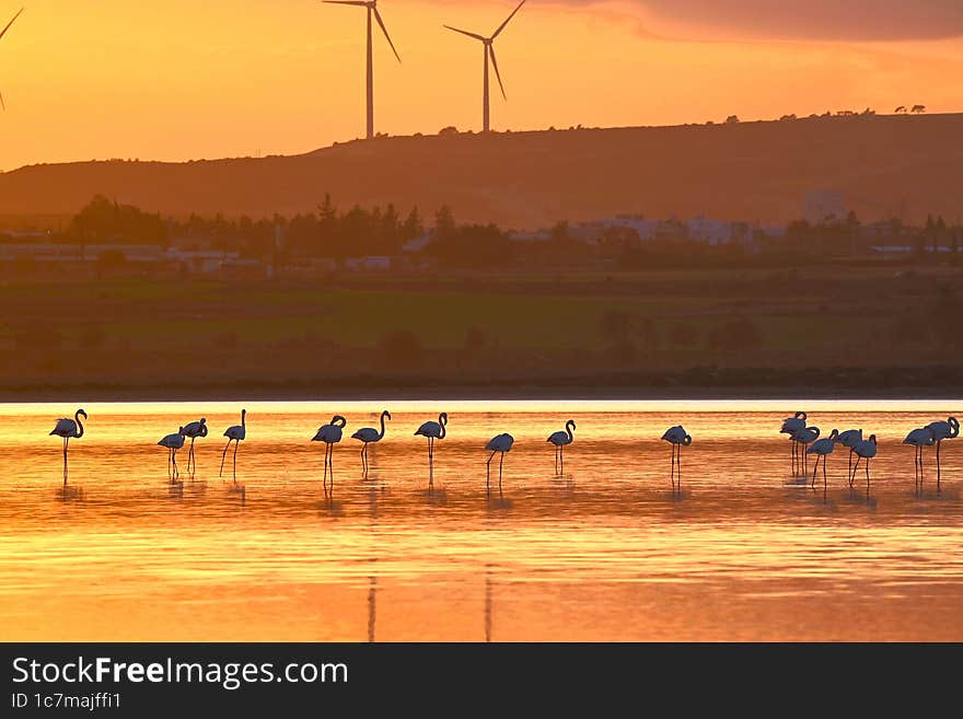 Flamingo, Cyprus, Salt Lake.