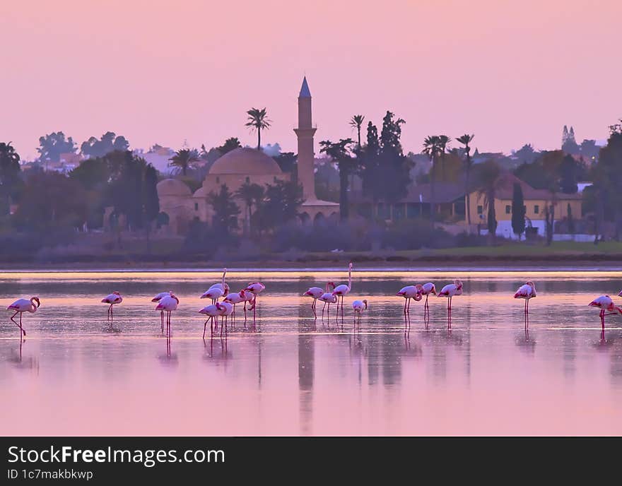 Flamingo, Cyprus, salt lake.