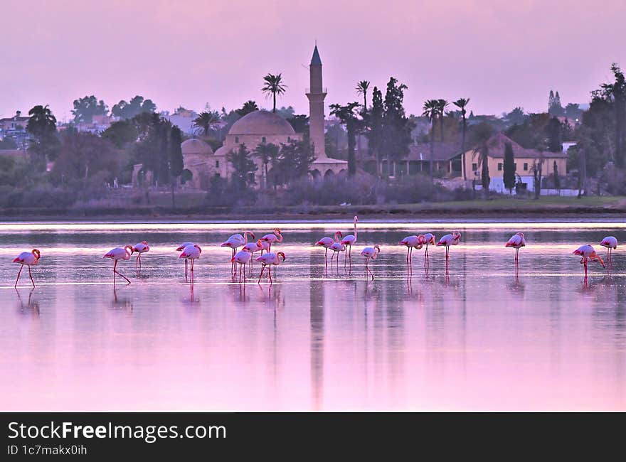 Flamingo, Cyprus, salt lake.