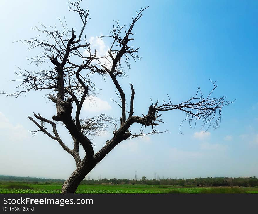 Dead tree and blue sky as background