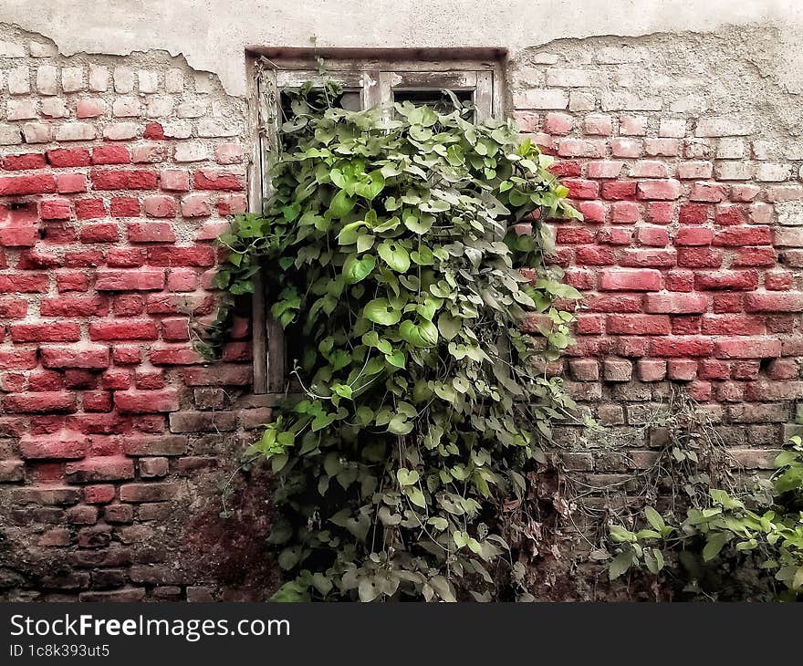 Plant grown in old  abandoned brick wall