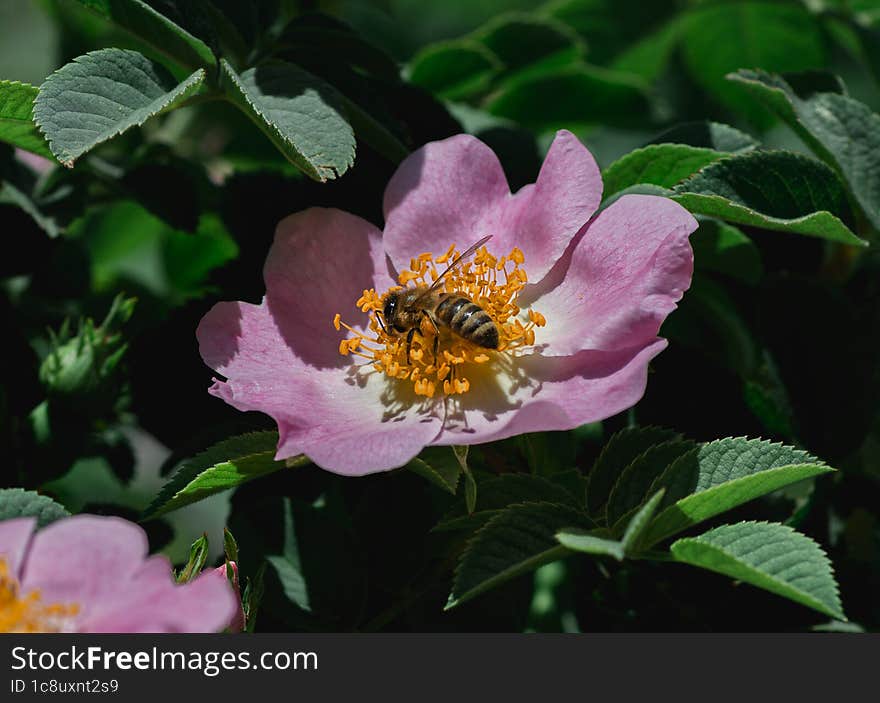 Close-up image of a blooming wild rose with a flower on which a bumblebee collects nectar on a bright sunny day