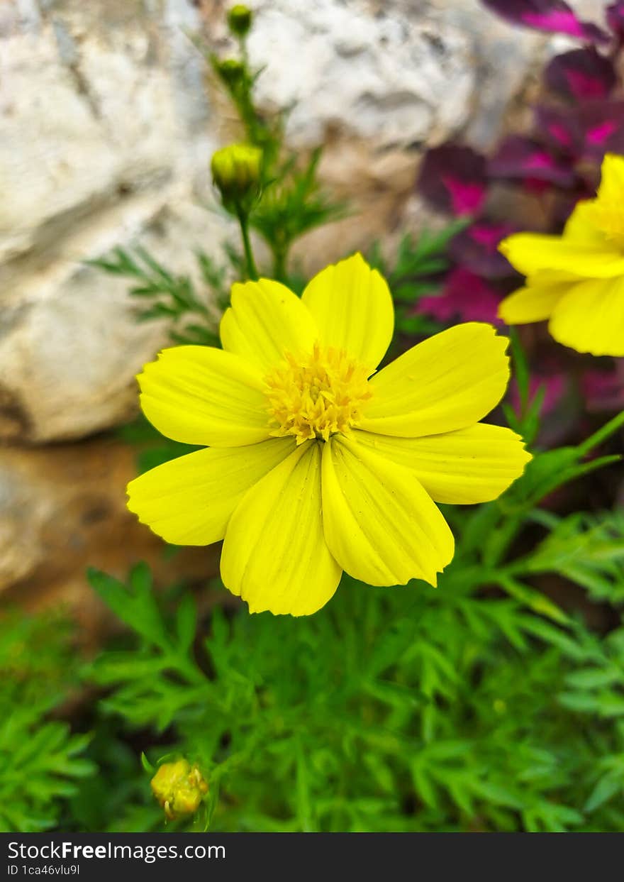 flowers and leaves of marigolds