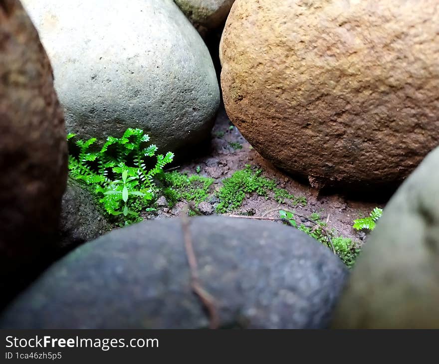 stones and weeds