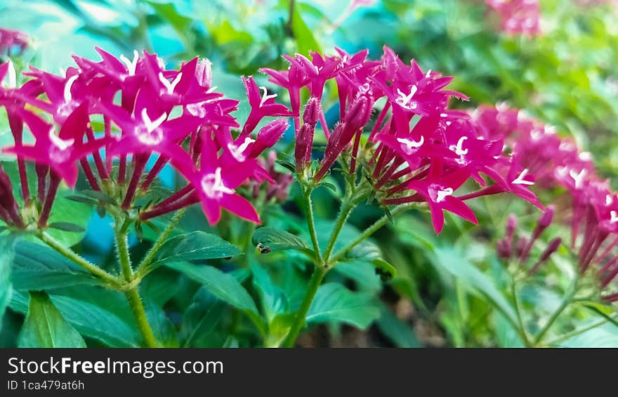 purple colored flowers blooming in summer morning, green leaves. purple colored flowers blooming in summer morning, green leaves