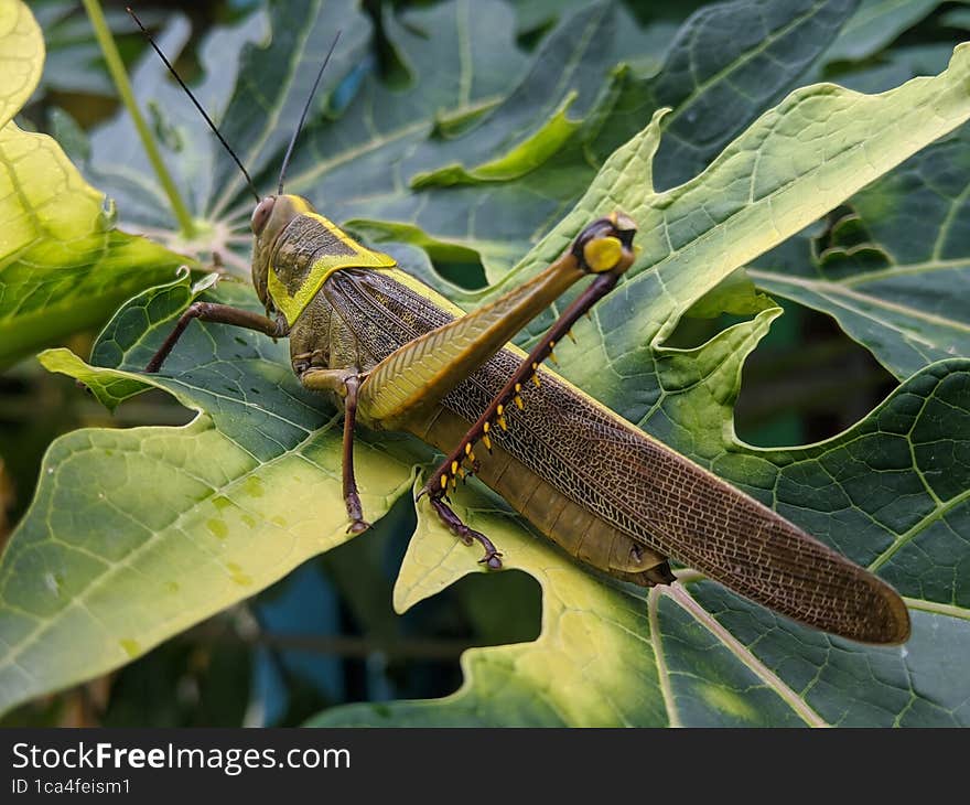 adult grasshopper on a leaf