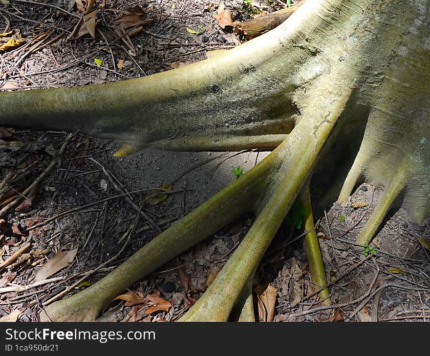 A Tree Root Looks Muscular Like A Muscle