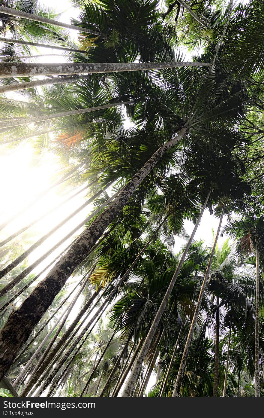 Palms Sun Green Jungle Nature