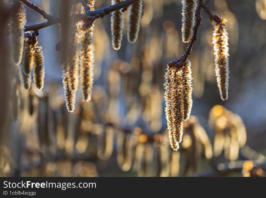 Populus Tremula - Poplar Flowers, The First Spring Growing On A Tree In The Background Beautiful