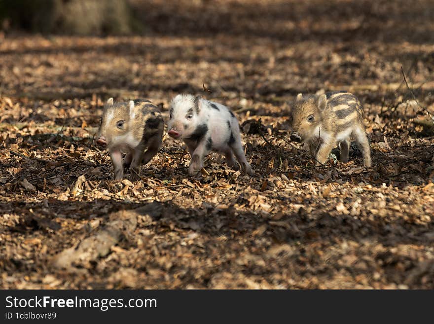 Three little wild pigs running in a leafy forest