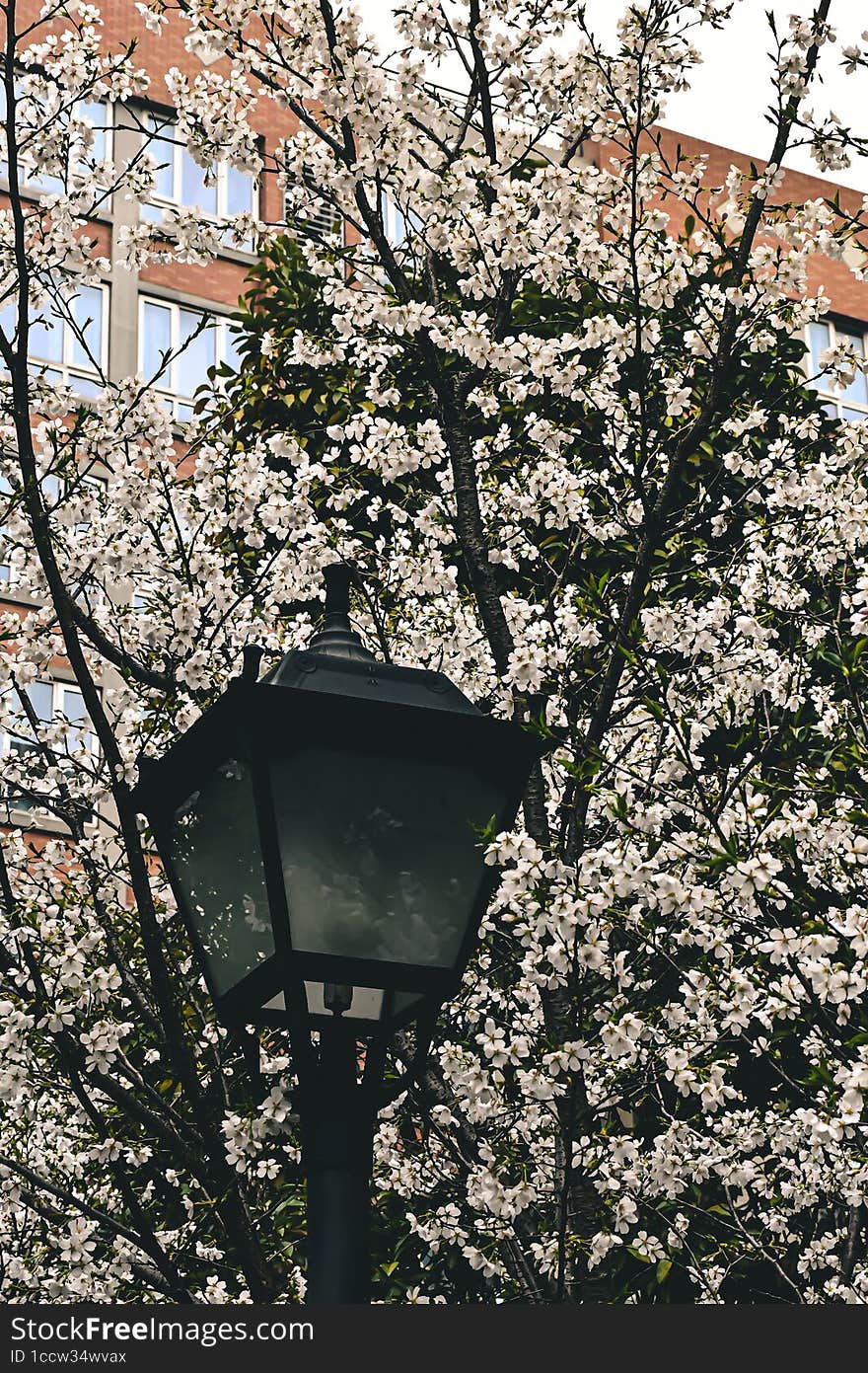 lamp is surrounded by white flowers in full blossom